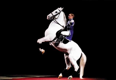 Lipizzan stallions: The History of the Lipizzaner classical dressage ...