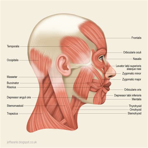 Muscles Of The Head And Neck Labeled