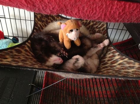 Hammock ferret! | Cute animals, Animals, Ferret