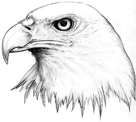 Devise : Aigle repos Aigle toujours plus... Haut ! | Eagle drawing, Eagle head tattoo, Bald ...