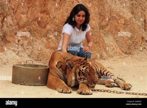 Tiger temple / Kanchanaburi Stock Photo - Alamy