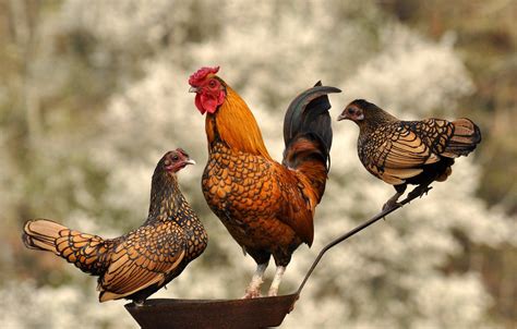 Wallpaper birds, cock, pan, chickens images for desktop, section животные - download