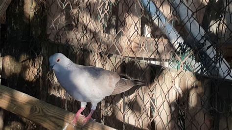 Laughing Dove and High Flyer Pigeon hybrid male. - YouTube