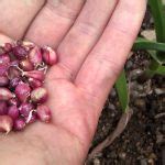 Grow Garlic from Bulbils (seed) - Gardenisto