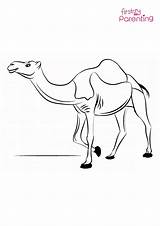 Dromedary Camel Coloring Page For Kids  FirstCry Parenting sketch template