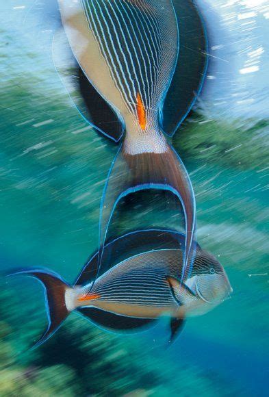 arabian surgeonfish in Red Sea - Photo by Thomas P.PESCHAK | Ocean creatures, Sea creatures, Sea ...