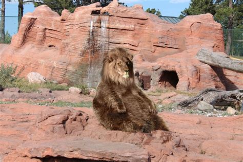 Bear-lion : r/HybridAnimals