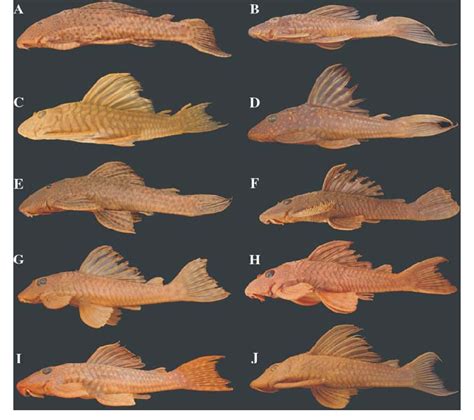 Lateral view, specimens from each population of Hypostomus from the Rio ...