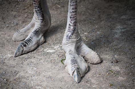 Ostrich Feet | Explore ShardsOfBlue's photos on Flickr. Shar… | Flickr - Photo Sharing!