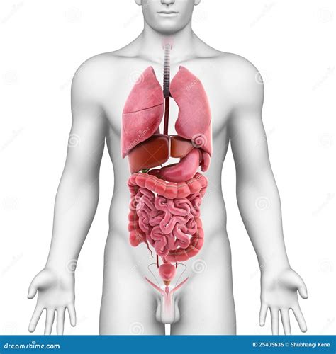 Male Body And Inner Organs Royalty Free Stock Image - Image: 25405636