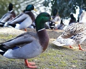 Ducks - Davis - LocalWiki