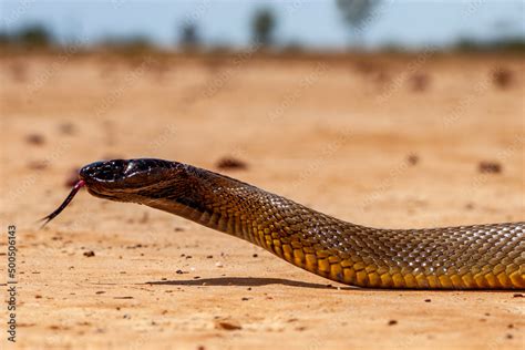 Inland Taipan ( Oxyuranus microlepidotus) in it's habitat, South ...