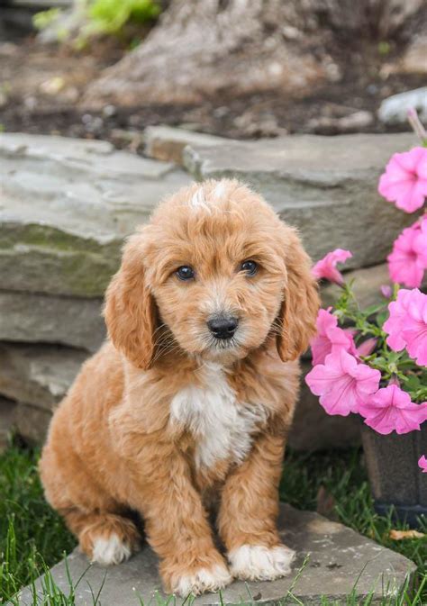 Goldendoodle Puppies for Sale | Buckeye Puppies