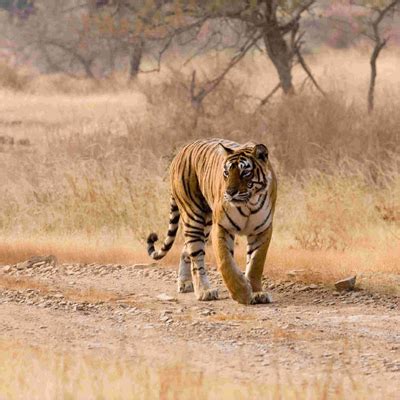 Rajasthan Wildlife Tour Packages | Wildlife in Rajasthan