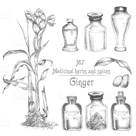 Set hand drawn of Ginger roots, lives and flowers in black color... | Vintage retrô, Gráfico ...