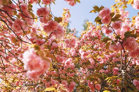 boohwanj: 2022-04-17Spring, Double flowering cherry blossomsCanon EOS R3 + RF15-35mm f2.8L ...