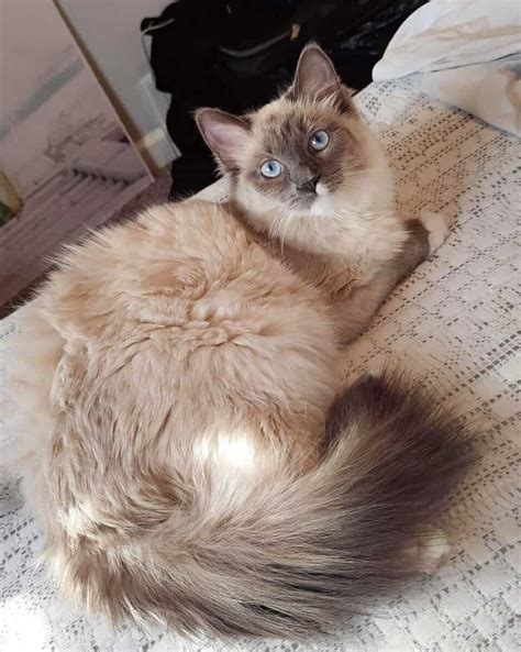 Ragamese (Ragdoll & Siamese Mix) Info, Facts, Pictures, FAQs & More