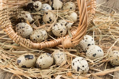 A Perfect Guide That Tells Everything About Hatching Quail Eggs ...