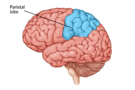 Parietal Lobe Stroke: What to Expect & How to Recover