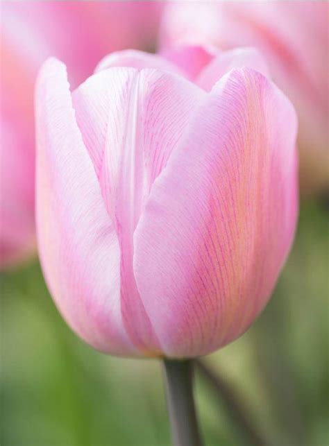 Tulip Bulbs 'Jumbo Pink' | Giant Pink Tulips | DutchGrown™ UK