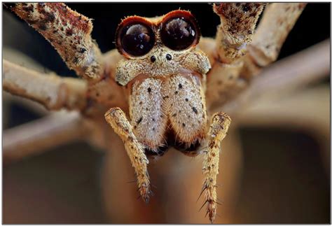 Curious Kids: why do spiders need so many eyes but we only need two?