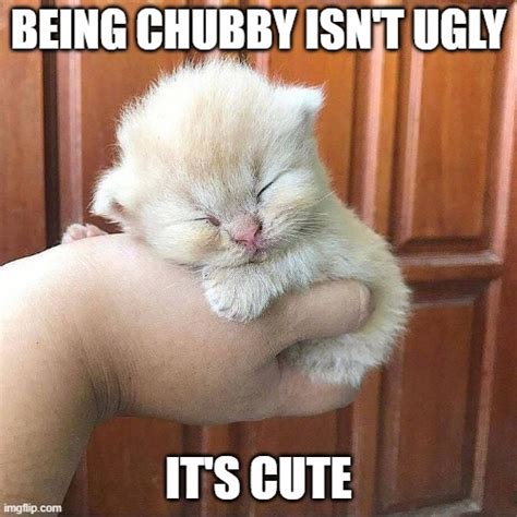 Image tagged in cute,awsome,cats,chubby,fat lives matter - Imgflip