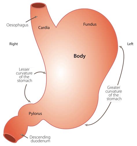 [DIAGRAM] Inside Stomach Diagram - MYDIAGRAM.ONLINE