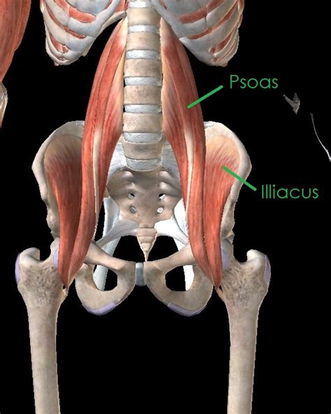 All About Your Hip Flexors Anatomy Stony Plain - Boost PT