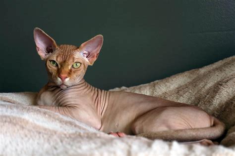 The Ultimate Sphynx Cat Care Guide | MissyMoMo