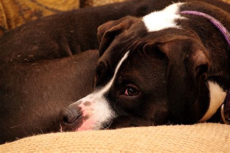 I'm Trying To Sleep | Leila the Pit Bull tries to snooze, bu… | Flickr