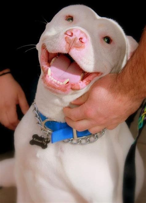 HOW can anyone deny that GORGEOUS pittie smile?! | Pitbulls, Beautiful ...