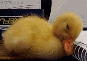 This duck who’s been hitting the books too hard: | Baby ducks ...