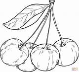 Cherries coloring Page  Free Printable Coloring Pages sketch template