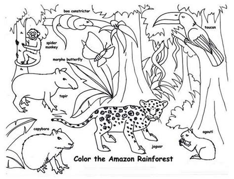 Amazon Rainforest Drawing at PaintingValley.com | Explore collection of ...