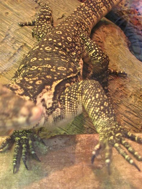 Columbus Zoo 136 | Water Monitor | Jeremy Thompson | Flickr