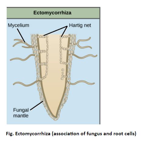 The Ectomycorrhiza form_______ on the root surface.A. Root tuberB. MantleC. Root hairD. Vesicles