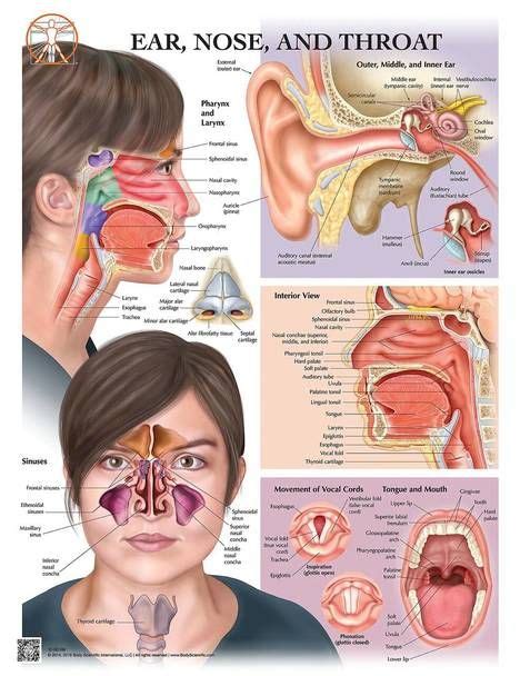 Ear Nose and Throat with Sinuses Anatomy Laminated Wall Chart with Digital Download Code ...