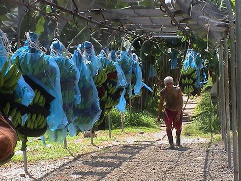 Harvesting bananas | Flickr - Photo Sharing!