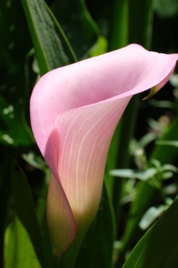 Zantedeschia | Pacific Bulb Society