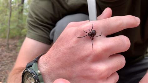 20 Facts About Redback Spiders - Pictures, Information & Video - Before ...