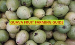 Guava fruit farming in India - TIMES OF AGRICULTURE