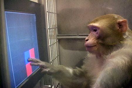 Gambling Monkeys Shed New Light on Part of Primate Brain Responsible for Risky Behavior