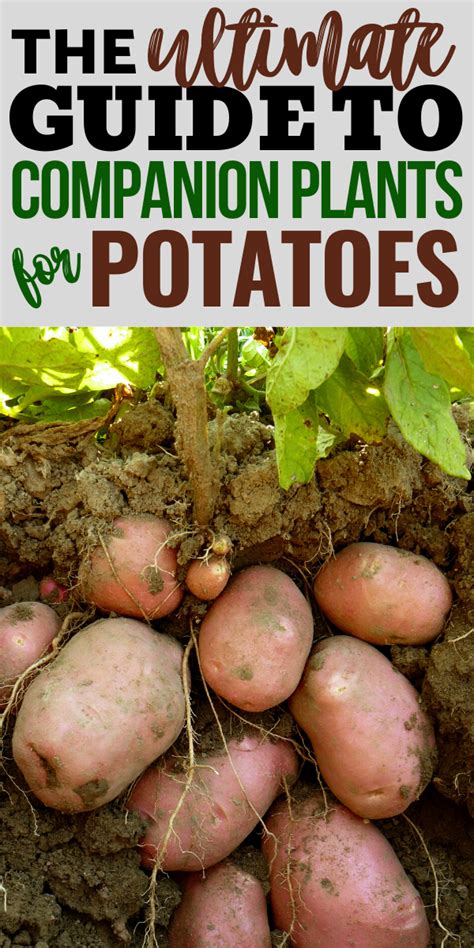 Potato Companion Plants: Enhance Your Potato Harvest In 2023 - Plant Ideas : Plant Ideas