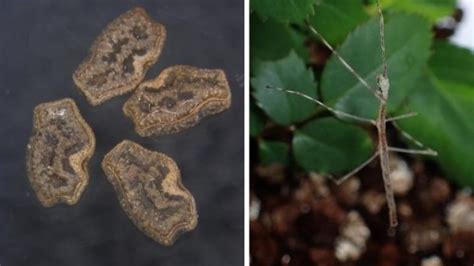 Stick bug eggs can survive being eaten, pooped out by birds: study ...