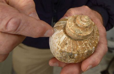 With whelk — the sea snail used in scungilli — on the decline in Long Island Sound, CT restricts ...