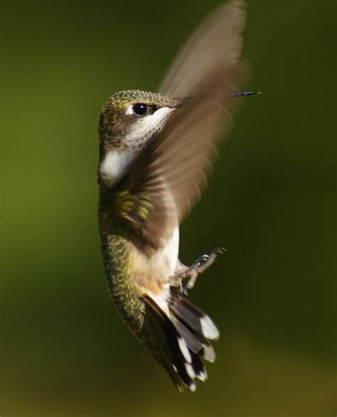 hummingbird flying backwards connie etter | Colibri