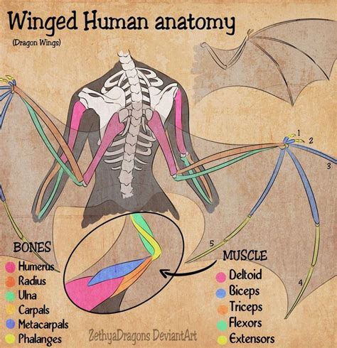 Wing Anatomy Wings Drawing Bird Wings - vrogue.co