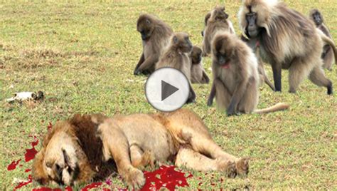 LION vs BABOON REAL FIGHT - videosanimalss