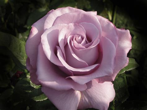 Sweet fragrant rose .... | The rose speaks of love silently,… | Flickr