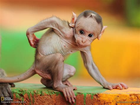 Baby Monkeys Wallpaper (68+ images)